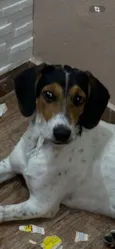 Branquinha