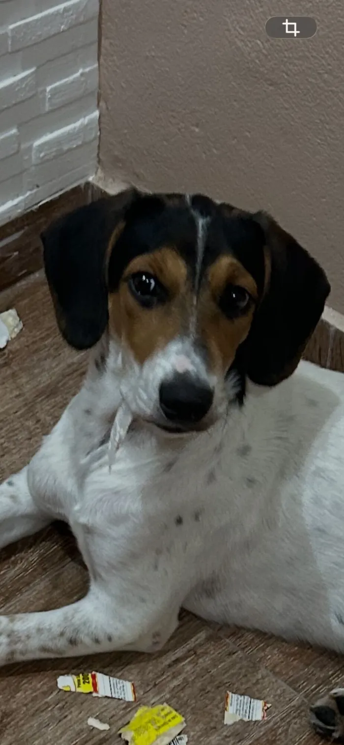 Cachorro raça SRD-ViraLata idade 2 a 6 meses nome Branquinha