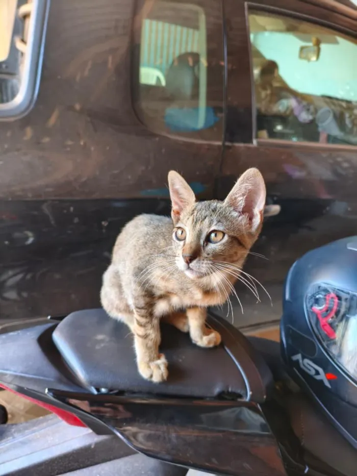 Gato raça SRD-ViraLata idade 2 a 6 meses nome Tiara