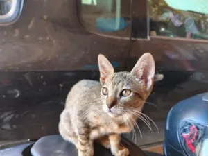 Gato raça SRD-ViraLata idade 2 a 6 meses nome Tiara