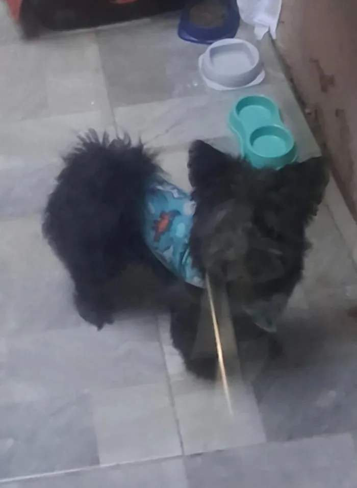 Cachorro raça SRD-ViraLata idade 1 ano nome Bento