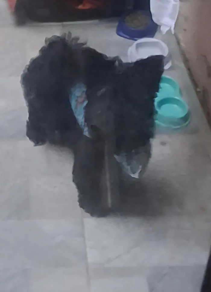 Cachorro raça SRD-ViraLata idade 1 ano nome Bento