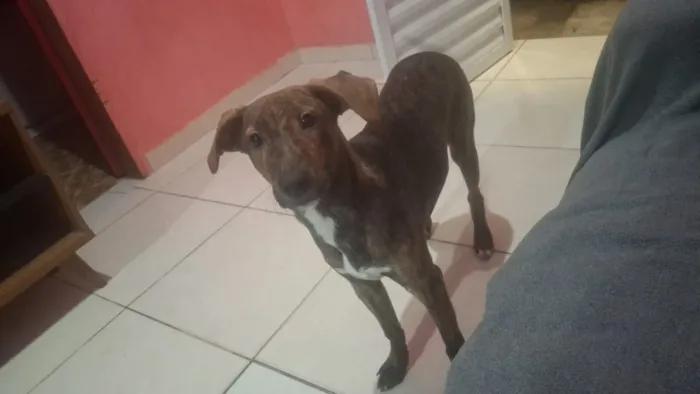 Cachorro raça SRD-ViraLata idade 2 a 6 meses nome  Bob 