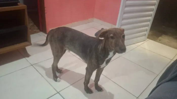Cachorro raça SRD-ViraLata idade 7 a 11 meses nome Bob 