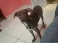 Bob 