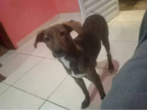 Cachorro raça SRD-ViraLata idade 7 a 11 meses nome Bob 
