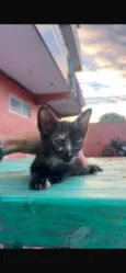 Catarina