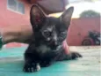 Catarina