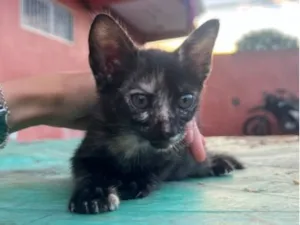 Gato raça SRD-ViraLata idade 2 a 6 meses nome Catarina