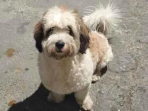 Cachorro raça SRD-ViraLata idade 1 ano nome Duque