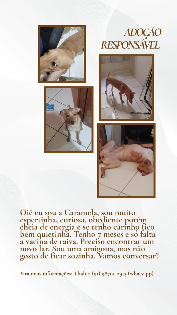 Cachorro raça SRD-ViraLata idade 7 a 11 meses nome Caramela