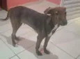  Bob 