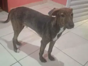 Cachorro raça SRD-ViraLata idade 2 a 6 meses nome  Bob 