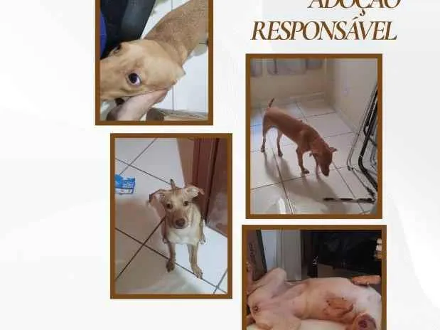 Cachorro raça SRD-ViraLata idade 7 a 11 meses nome Caramela
