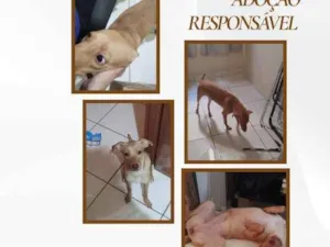 Cachorro raça SRD-ViraLata idade 7 a 11 meses nome Caramela