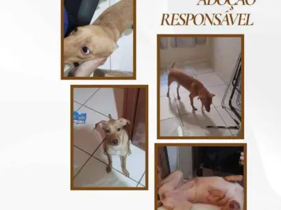 Cachorro raça SRD-ViraLata idade 7 a 11 meses nome Caramela