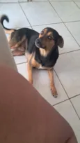 Preto precioso