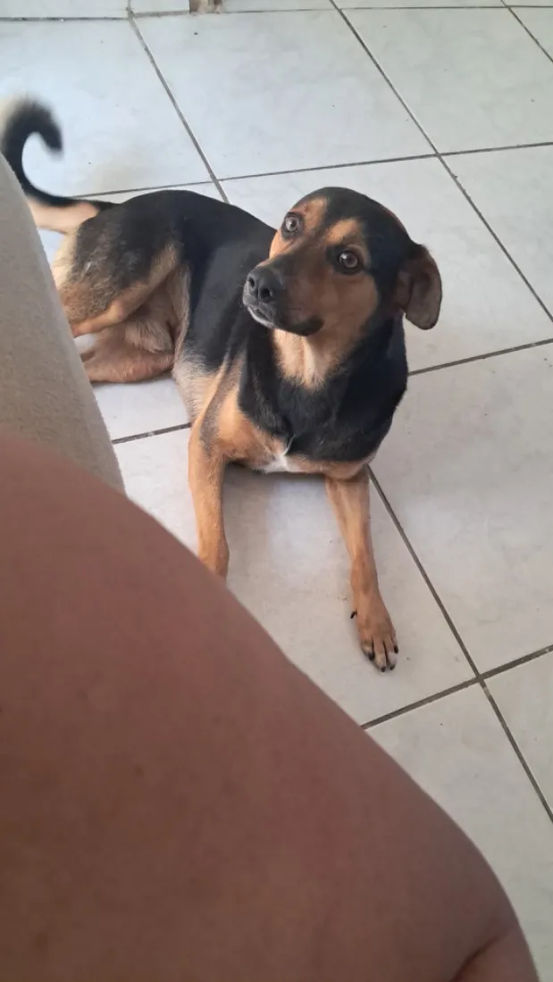 Cachorro raça SRD-ViraLata idade 3 anos nome Preto precioso