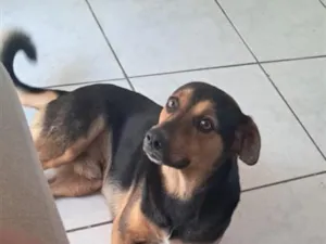 Cachorro raça SRD-ViraLata idade 3 anos nome Preto precioso
