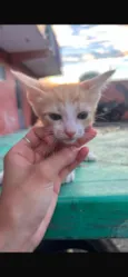Joaquim