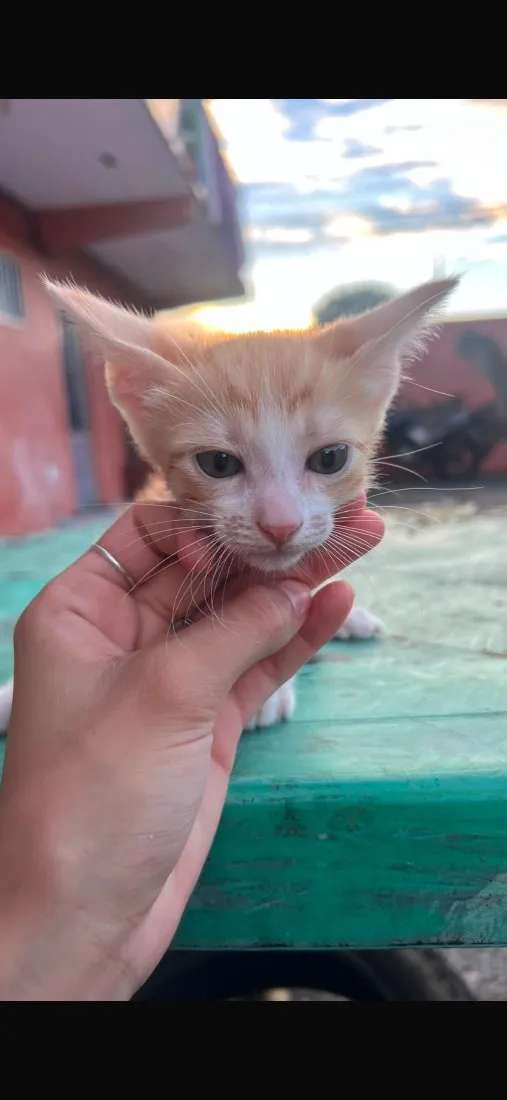 Gato raça SRD-ViraLata idade 2 a 6 meses nome Joaquim