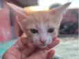 Joaquim