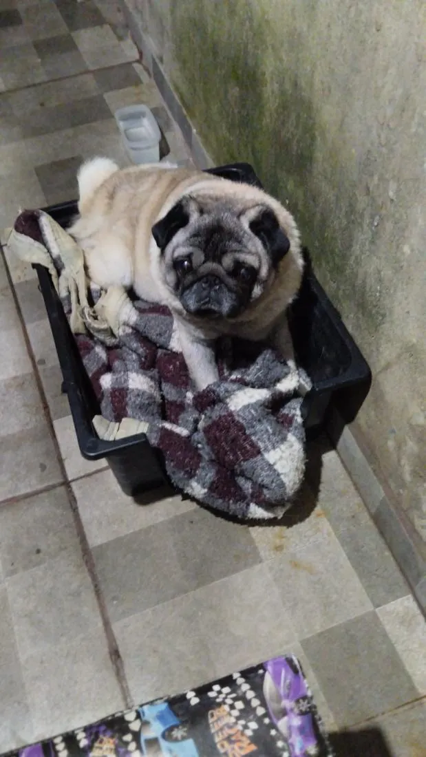 Cachorro raça SRD-ViraLata idade 4 anos nome bob