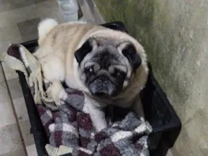 Cachorro raça SRD-ViraLata idade 4 anos nome bob