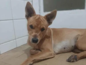 Cachorro raça SRD-ViraLata idade 1 ano nome Melissa