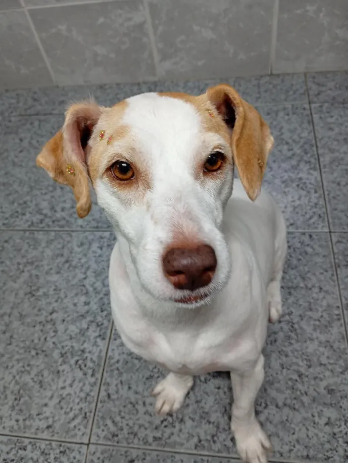 Cachorro raça SRD-ViraLata idade 5 anos nome Lily