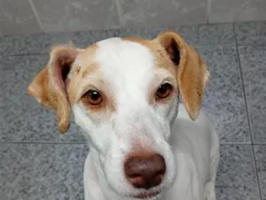 Cachorro raça SRD-ViraLata idade 5 anos nome Lily