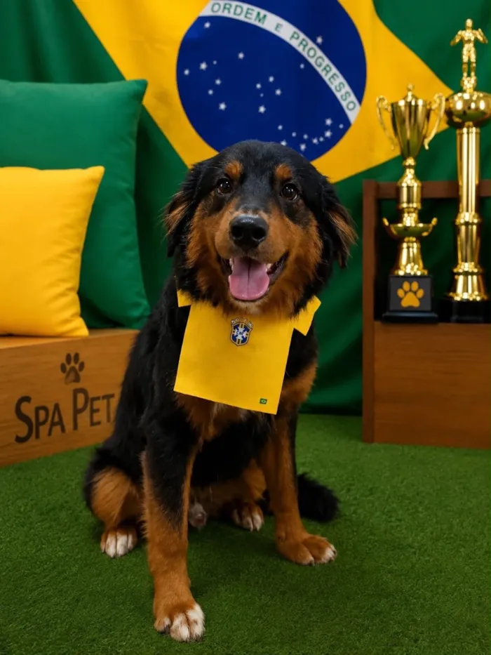 Cachorro raça SRD-ViraLata idade 1 ano nome Cocada