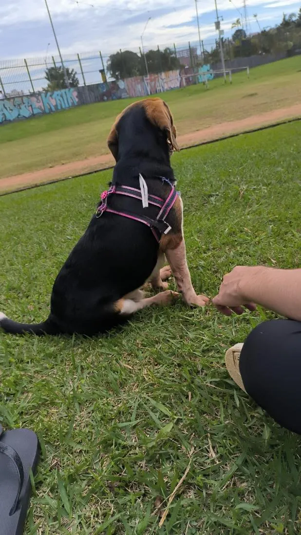 Cachorro raça SRD-ViraLata idade 7 a 11 meses nome Nasus 