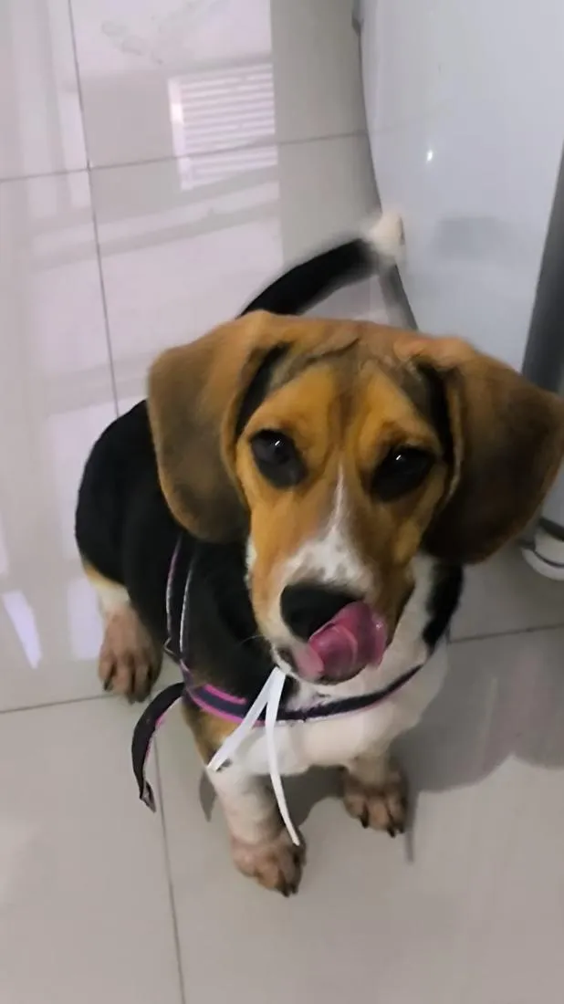 Cachorro raça SRD-ViraLata idade 7 a 11 meses nome Nasus 