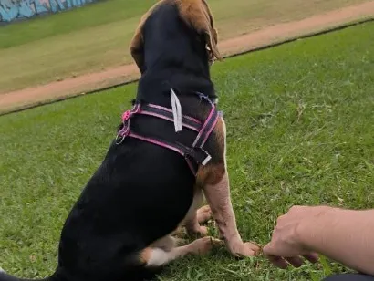 Cachorro raça SRD-ViraLata idade 7 a 11 meses nome Nasus 