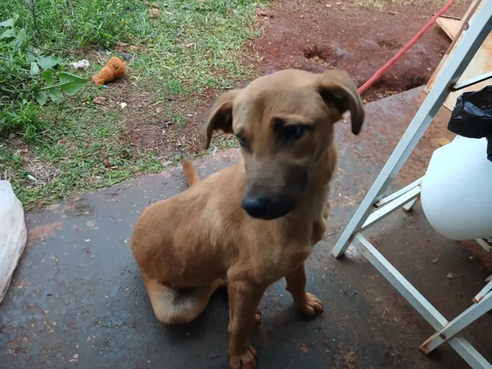 Cachorro raça SRD-ViraLata idade 7 a 11 meses nome whisky 
