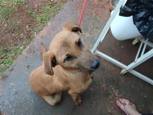 Cachorro raça SRD-ViraLata idade 7 a 11 meses nome whisky 