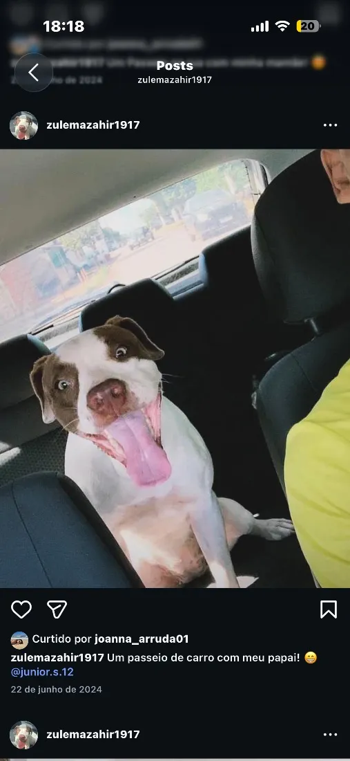 Cachorro raça Pit-Bull idade 3 anos nome Zulema 