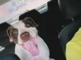 Zulema 