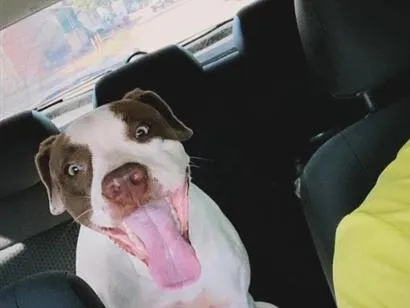 Cachorro raça Pit-Bull idade 3 anos nome Zulema 
