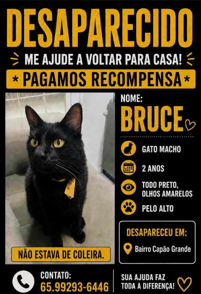Gato raça SRD-ViraLata idade 2 anos nome Bruce