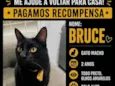 Bruce