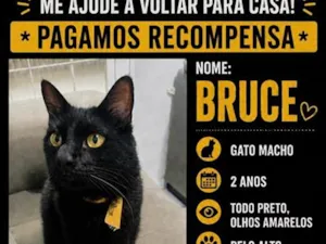 Gato raça SRD-ViraLata idade 2 anos nome Bruce