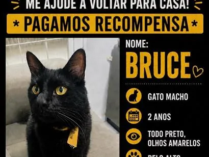 Gato raça SRD-ViraLata idade 2 anos nome Bruce