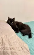 Bruce