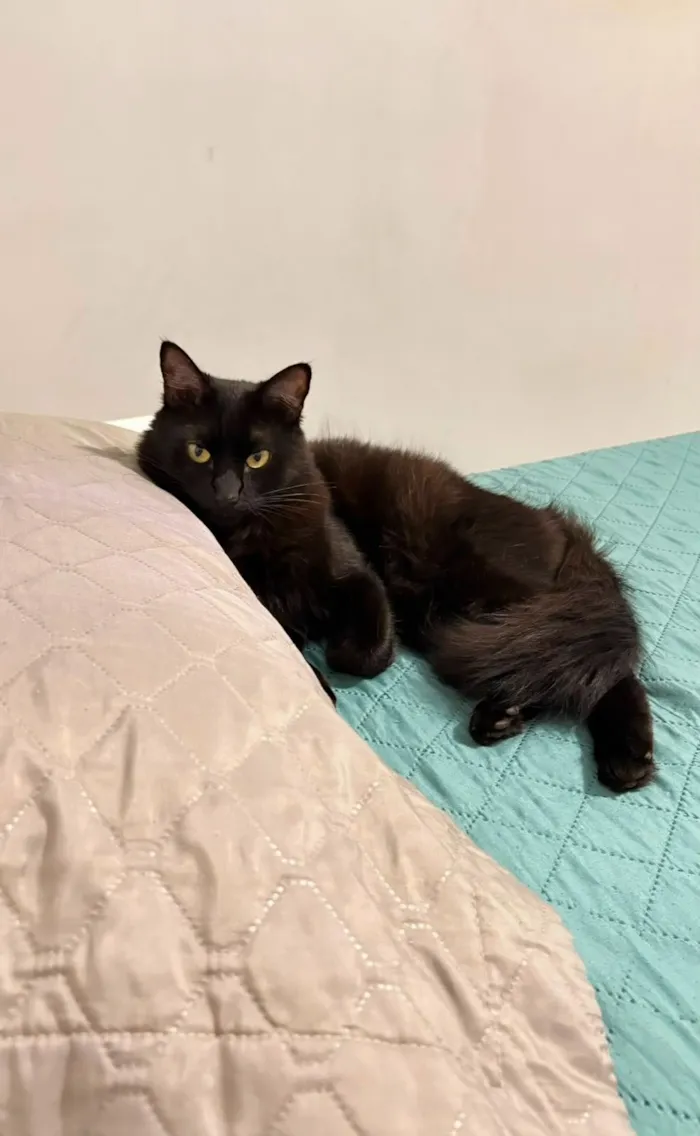 Gato raça SRD-ViraLata idade 2 anos nome Bruce