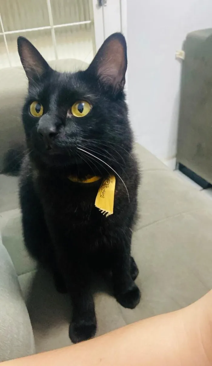 Gato raça SRD-ViraLata idade 2 anos nome Bruce