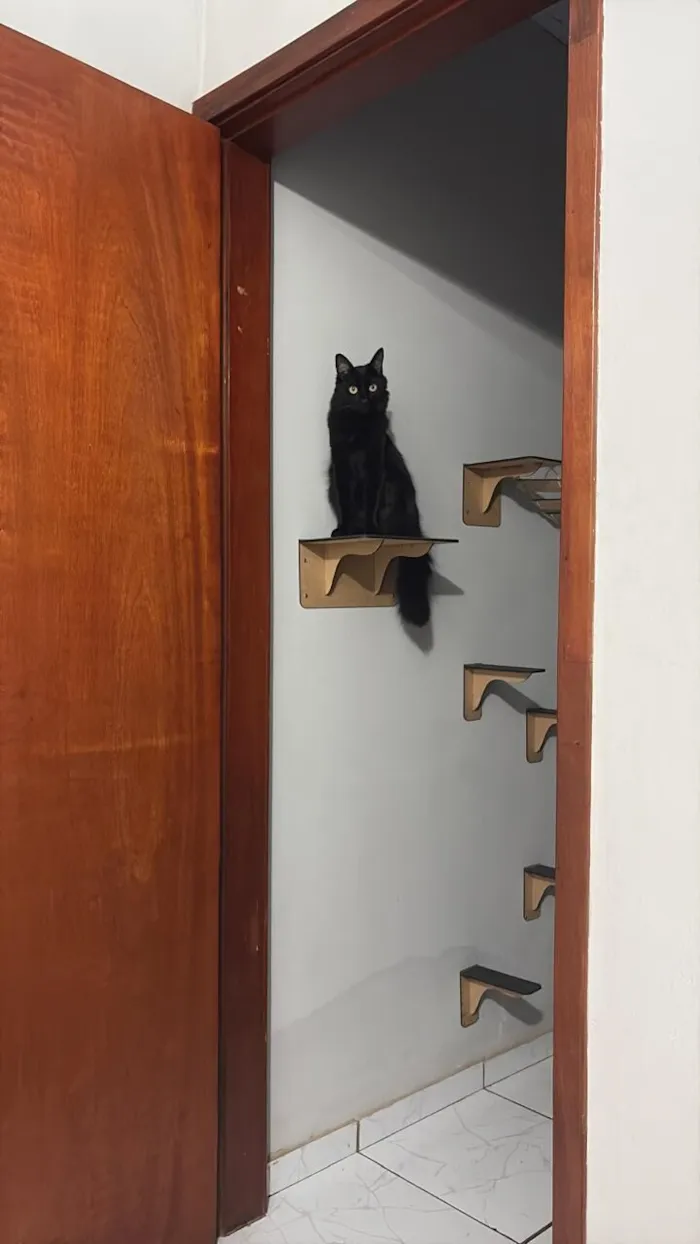 Gato raça SRD-ViraLata idade 2 anos nome Bruce