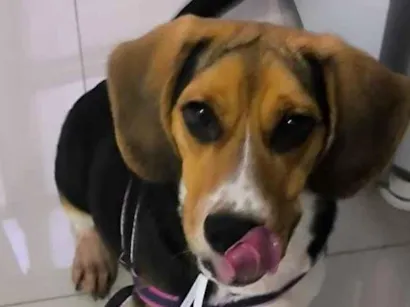 Cachorro raça SRD-ViraLata idade 7 a 11 meses nome Nasus 