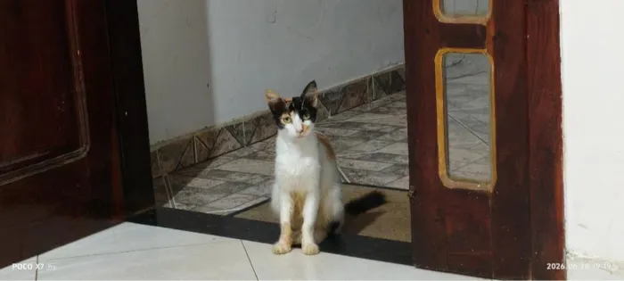Gato raça SRD-ViraLata idade  nome gatinha 